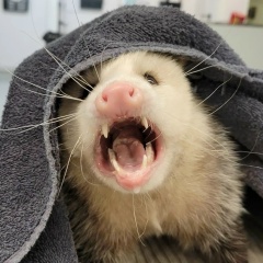 Денис Хлевной, 07.11.1984, Кемерово