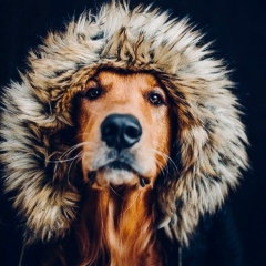 Алла Алефтинова