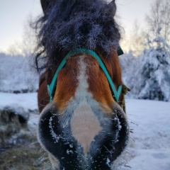 Alexander Pyatiy San Saniych Chetvyortiy, 23.08, Tegucigalpa