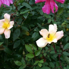 Мария Строева, 20.07, Санкт-Петербург