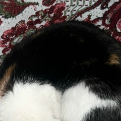 Владимир Фролов, Кызыл