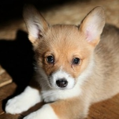 Диана Холлат, 14.08, Чебоксары