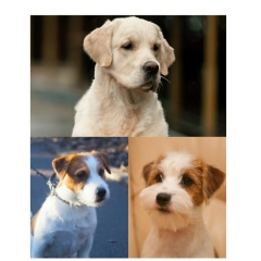 Джек-Голден Данделион-Голд, 12.11