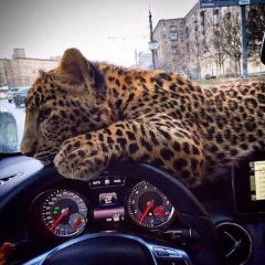 Алик Просто, Красноярск
