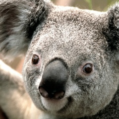 Марат Багаутдинов