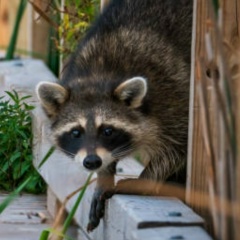 Николай Красильников, 20.05, Санкт-Петербург