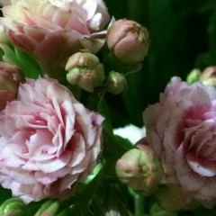 Feruza Abdullayeva, 14.05.1992, Алматы