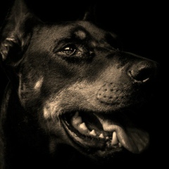 Николай Николаев, Москва