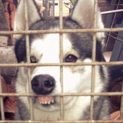 Николай Полищук, 29.05.1987, Suszec