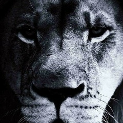 Максим Максим, Москва