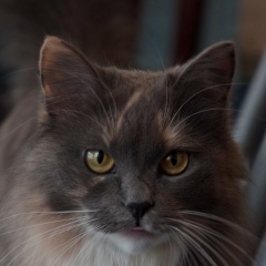 Алёна Шепелёва, 20.07.1986, Москва