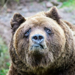 Сергей Пивень, Омск