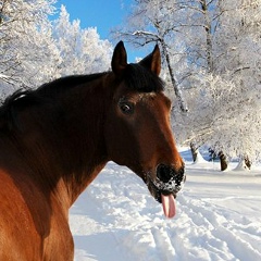 Дмитрий Литовский, 12.10.1978, Москва