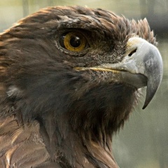 Бага Байдильдаев, 17.03.1995, Алматы