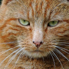 Aliaks Anyway, 29.05.1984, Гродно