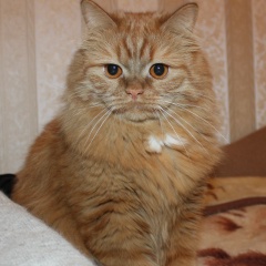 Галина Сидоренко