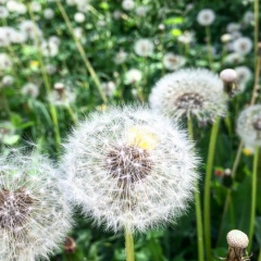 Полеваядама Изсудана, 07.10.1991