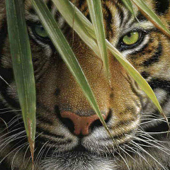 Эрнест Сайфульмулюков, 08.11, Троицк