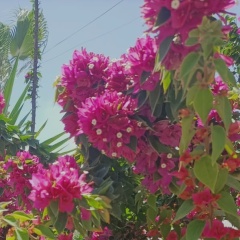 Svetlana Djagileva, Алматы