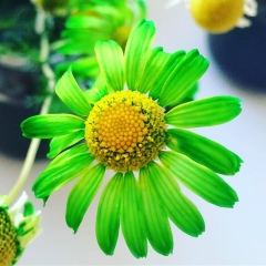 Жулдыз Игенбаева, 13.02, Астана