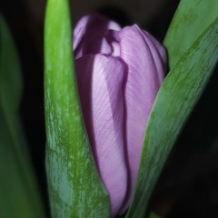 Anel Anel, Алматы