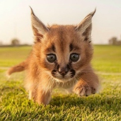 Ахмед Бесланеев, 10.04.1902, Москва