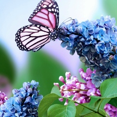 Aybolek Begenjova, 07.09, Ашхабад