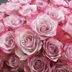 Хадижат Элдиева, Гудермес