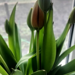 Катя А, 31.08, Курск