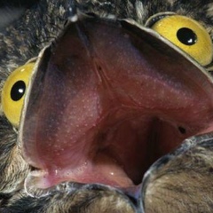 Ахура Мазда, 10.07.1989, Санкт-Петербург