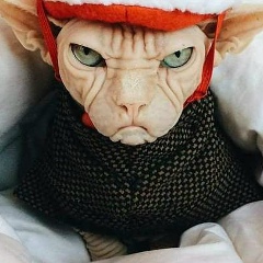 Печенька Вареньем, 07.02.1917, Toronto