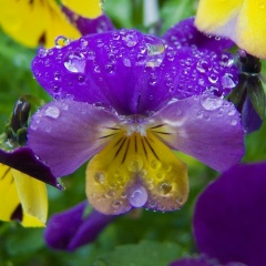 Anna Kolosova, 29.01, Санкт-Петербург