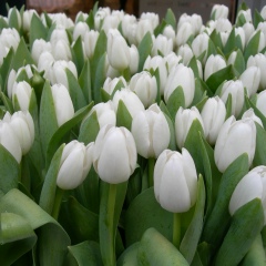 Ляззат Абсаматова, 14.03, Шымкент