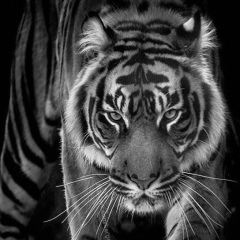 Илья Королев, 31.05, Челябинск