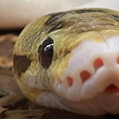 Александра Алоянц, 24.04, Санкт-Петербург