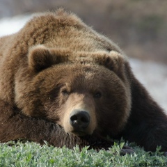 Сергей Дубровин, Тюмень