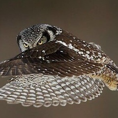 Сергей Морозов, 27.02, Санкт-Петербург