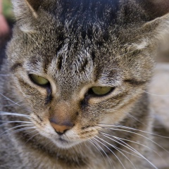 Петр Таскаев, 09.08.1985, Москва
