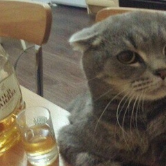 Constantin Voskanyan, 15.11.1983, Санкт-Петербург