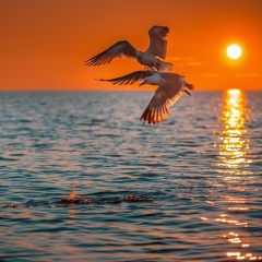 Ирина Гармата, 12.11