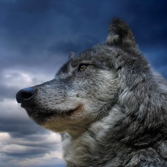 Ваня Омельченко, Макеевка