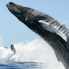 Сергей Степанов, 02.04.1989, Москва