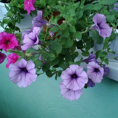 Катя Григорьева, 14.08