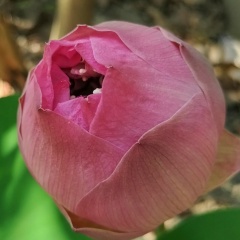 Рената Иванова