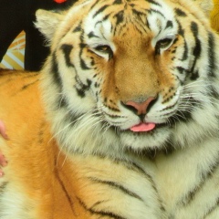 Роза Криконюк, 29.03, Москва