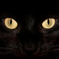 Алексей Петраченкофф