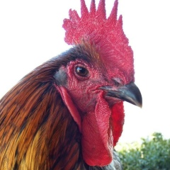 รังสรรค์ สุขสมบุตร, Bangkok