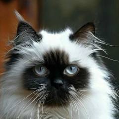 Елена Соколова, 24.12, Москва