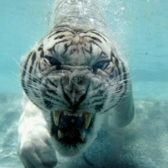 Игорь Бурухин, 21.04.1987, Алматы