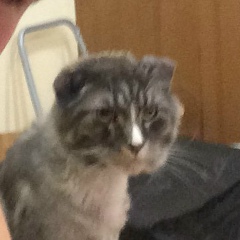 Антон Маляренко, Томск